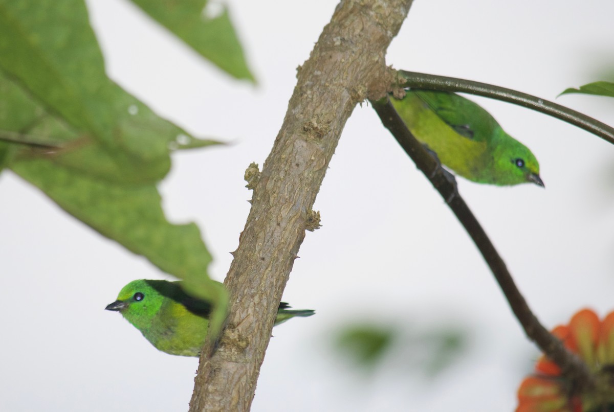 Blue-naped Chlorophonia - Will Knowlton