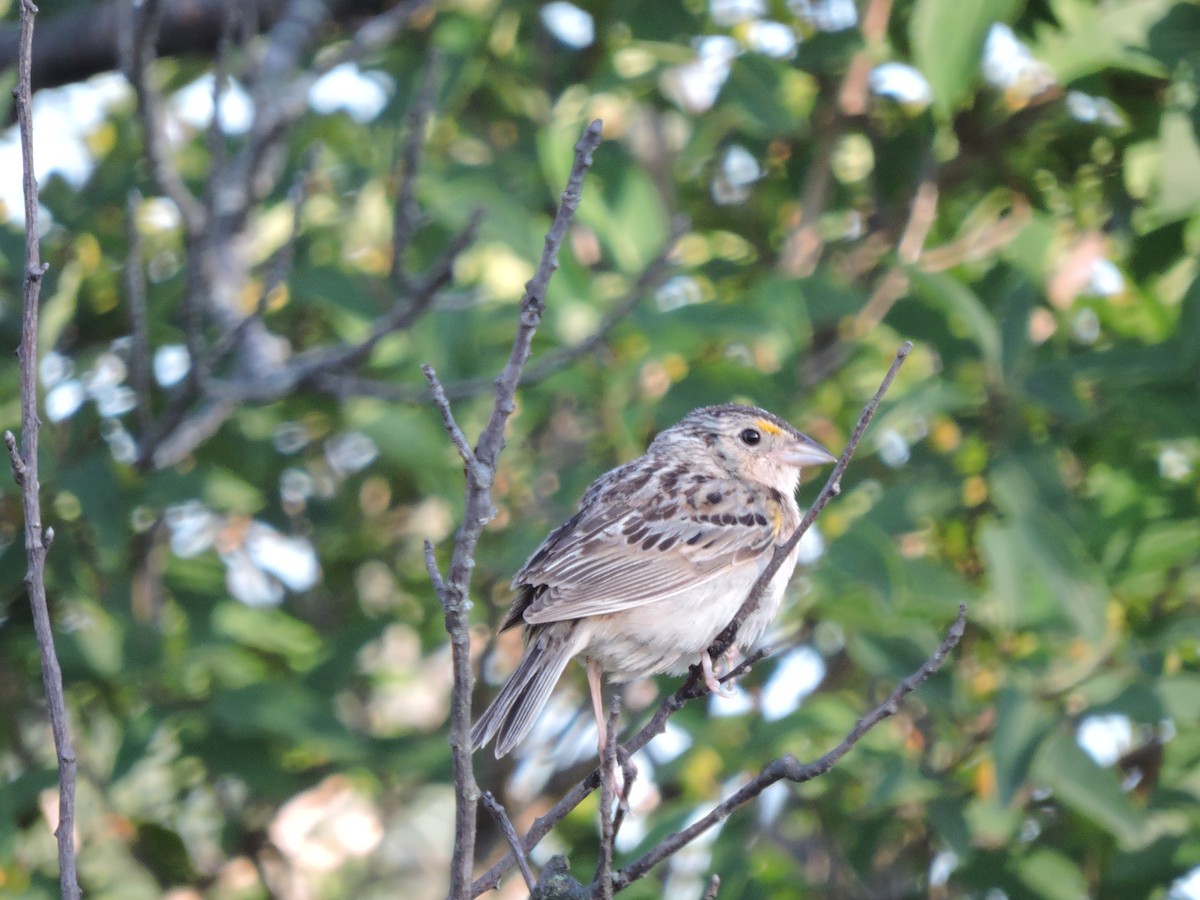 Grasshopper Sparrow - ML65103971