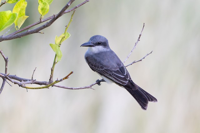 Gray Kingbird