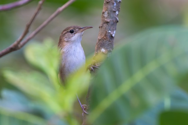 St. Lucia Wren