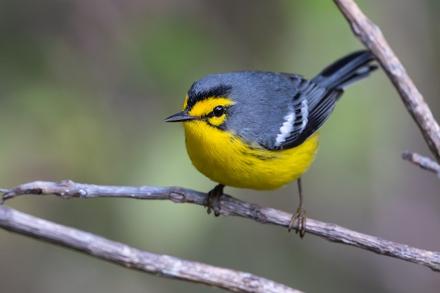 St. Lucia Warbler