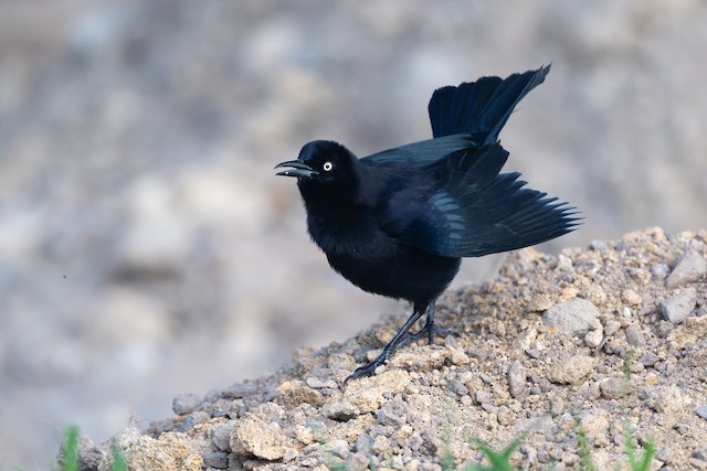 Carib Grackle