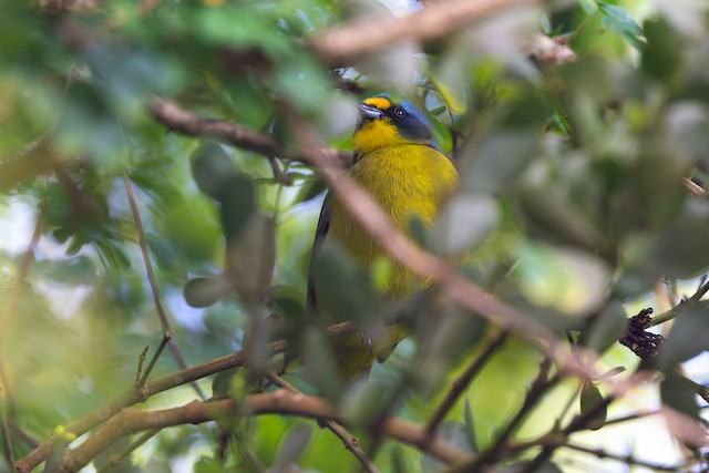 Lesser Antillean Euphonia