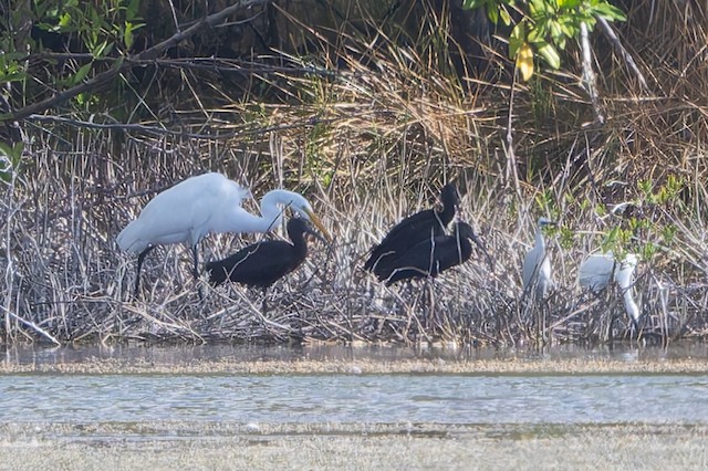 Glossy Ibis