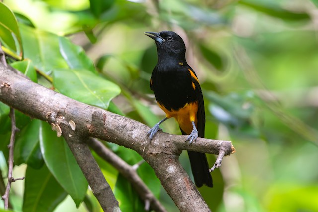 St. Lucia Oriole