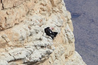 California Condor, ML65109581