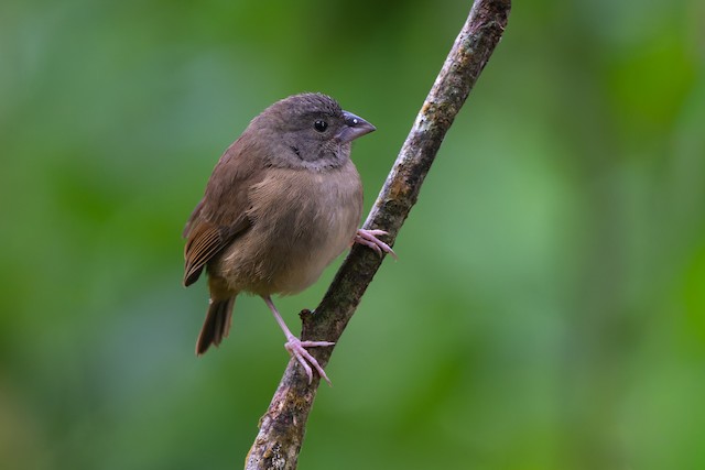 St. Lucia Black Finch