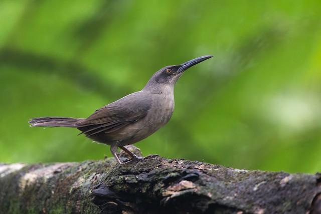 Gray Trembler