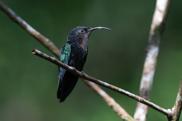 Purple-throated Carib