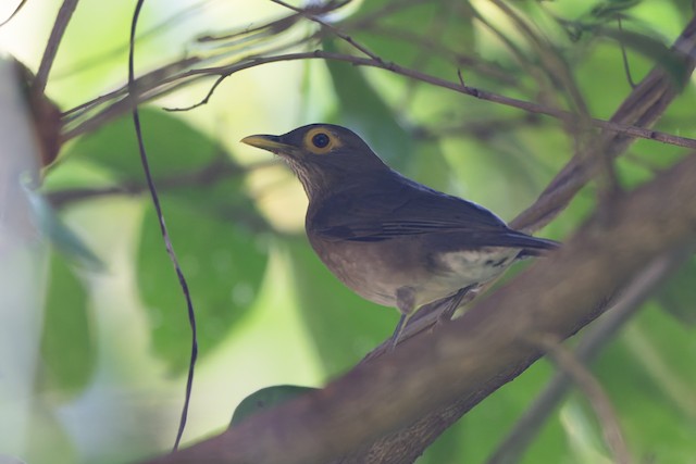 Spectacled Thrush