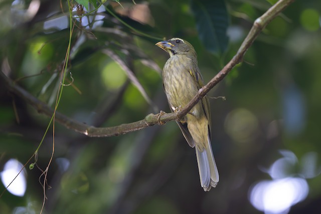 Lesser Antillean Saltator