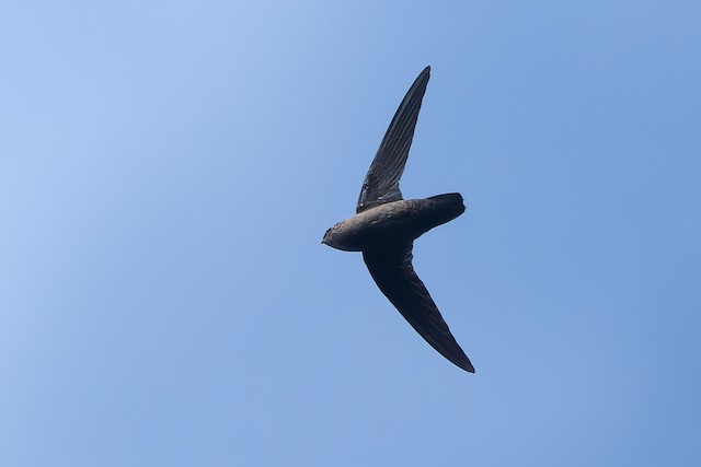 Lesser Antillean Swift