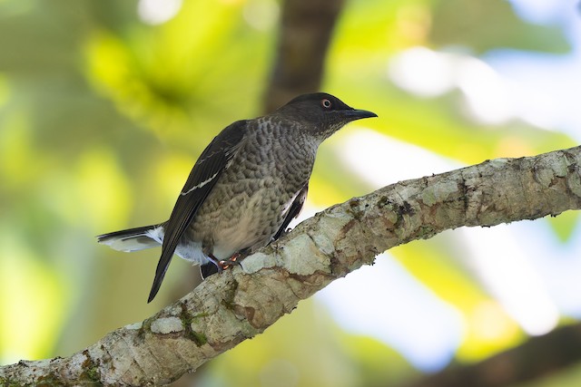 Scaly-breasted Thrasher