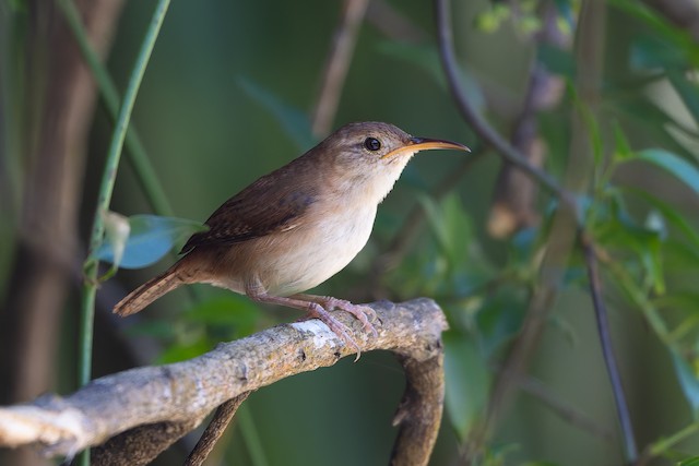 St. Lucia Wren
