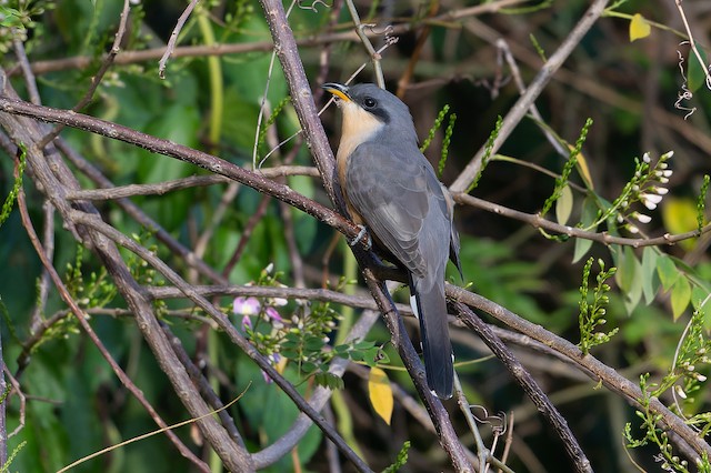 Mangrove Cuckoo