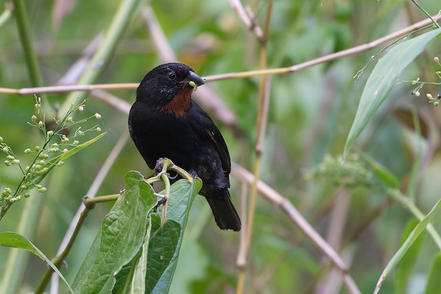 Lesser Antillean Bullfinch