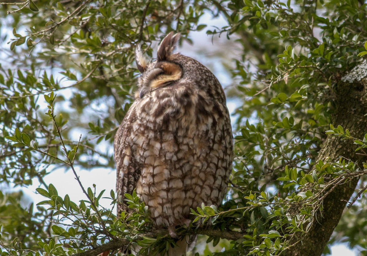 Long-eared Owl - Nick Pulcinella