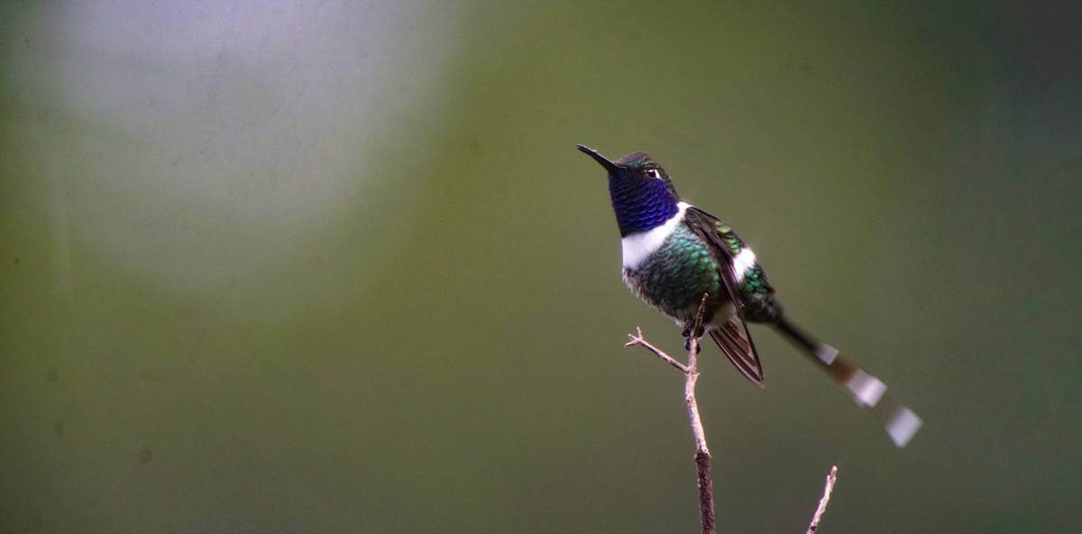 Sparkling-tailed Hummingbird - William Orellana (Beaks and Peaks)