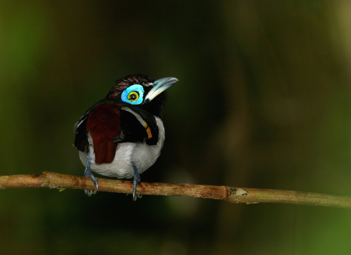 Wattled Broadbill - Blake Matheson