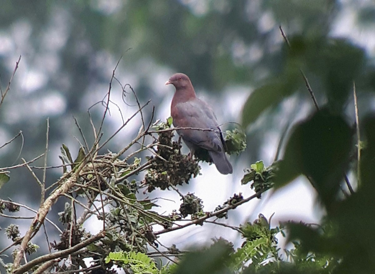 Red-billed Pigeon - Jan Cubilla