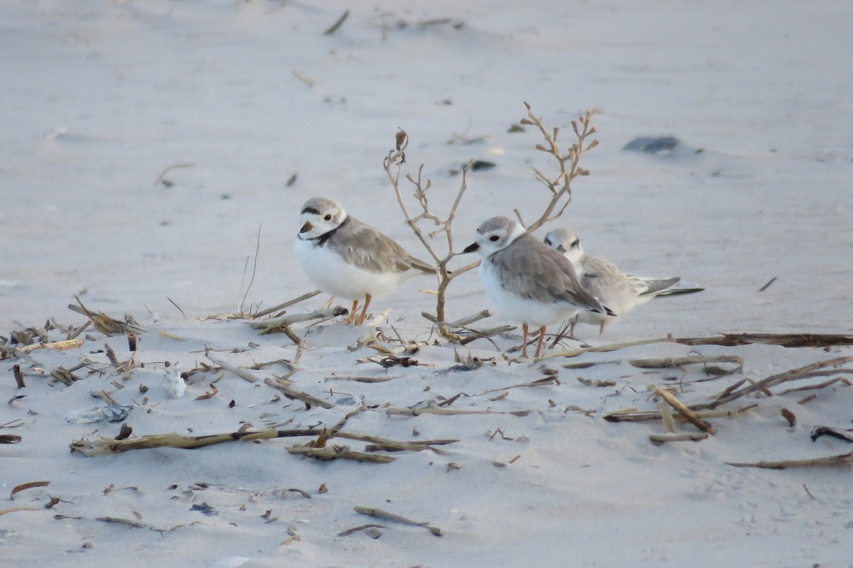 Piping Plover - ML65112231