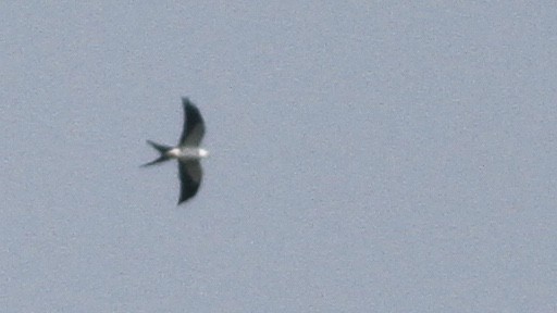 Swallow-tailed Kite - Alex Wiebe