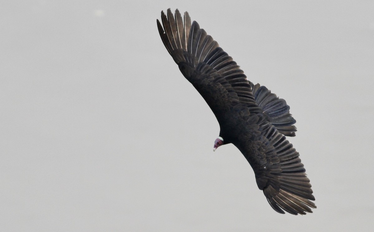 Turkey Vulture (Tropical) - Alex Wiebe