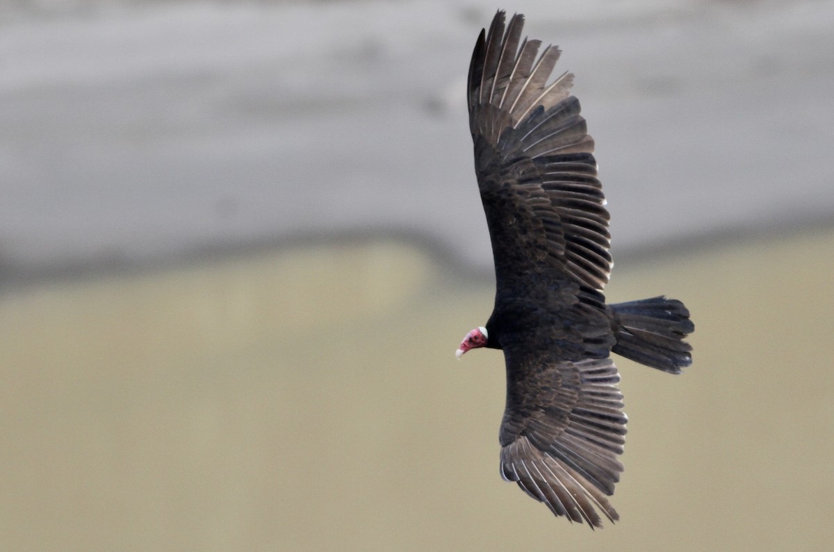 Turkey Vulture (Tropical) - ML65116031