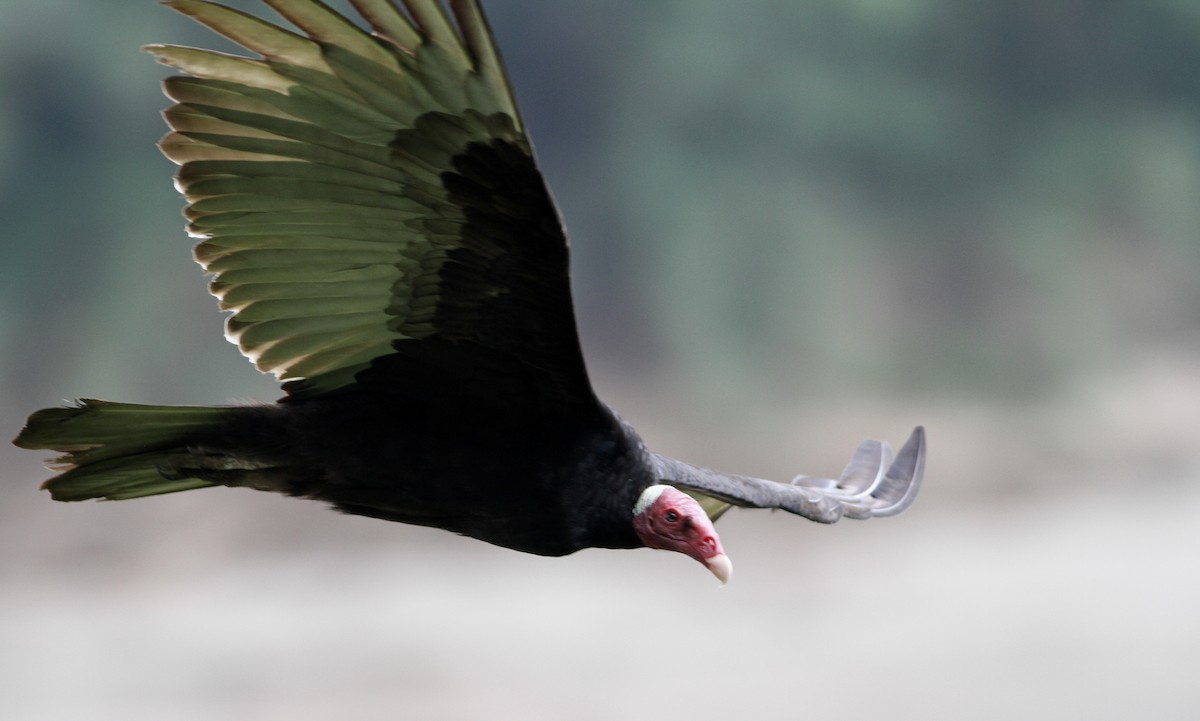 Turkey Vulture (Tropical) - ML65116141