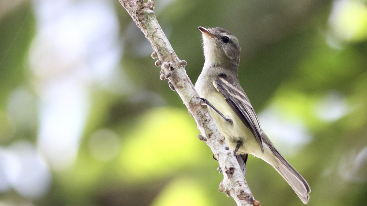 Southern Mouse-colored Tyrannulet - ML65116781