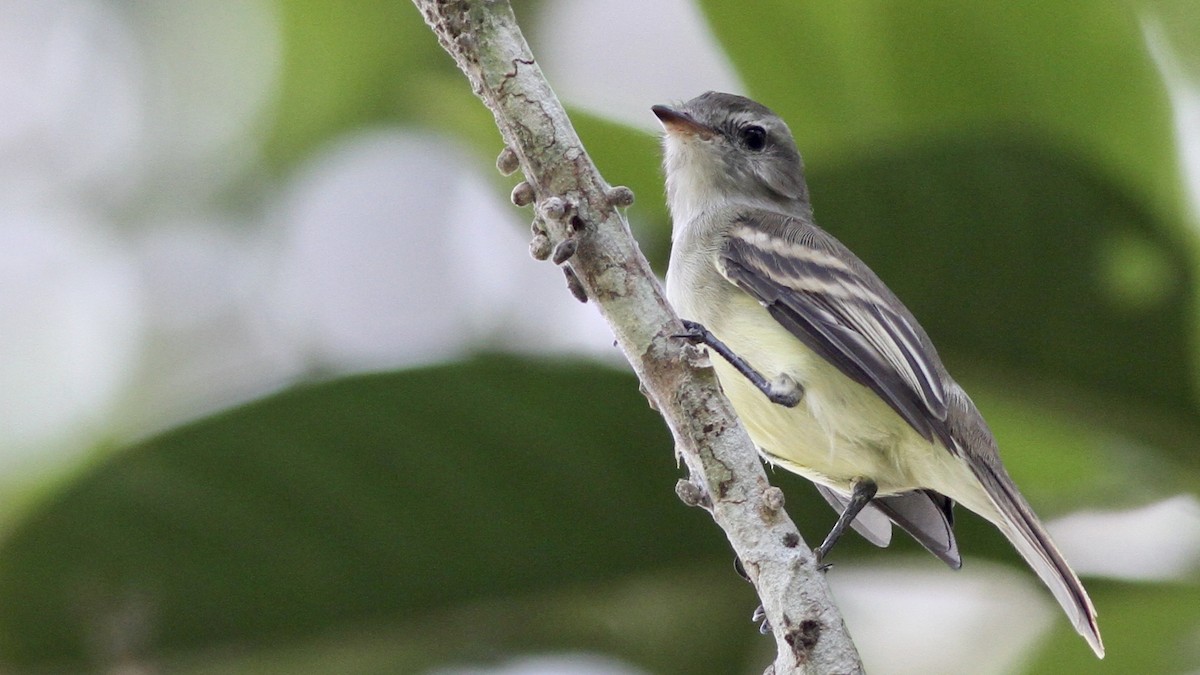 Southern Mouse-colored Tyrannulet - Alex Wiebe