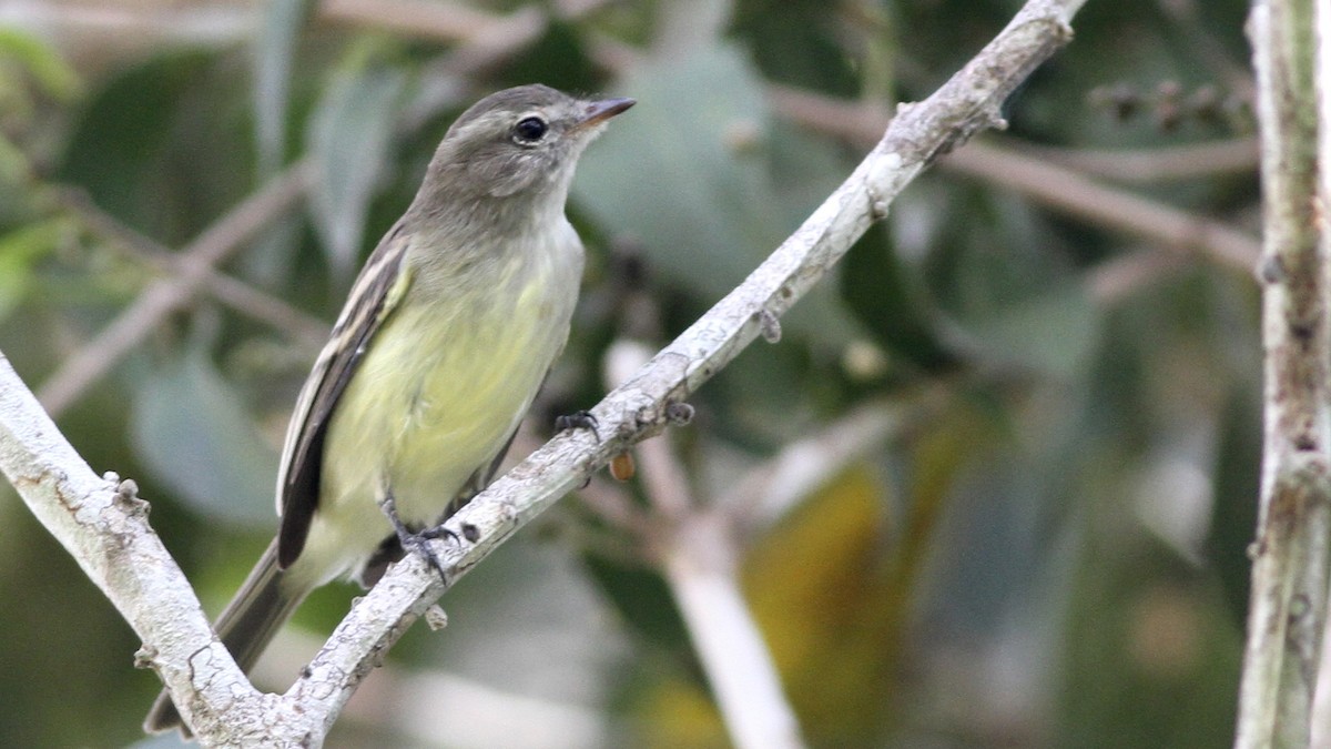 Southern Mouse-colored Tyrannulet - ML65116821