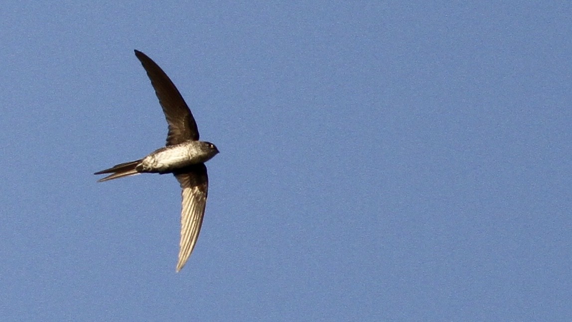 Fork-tailed Palm Swift - ML65117441