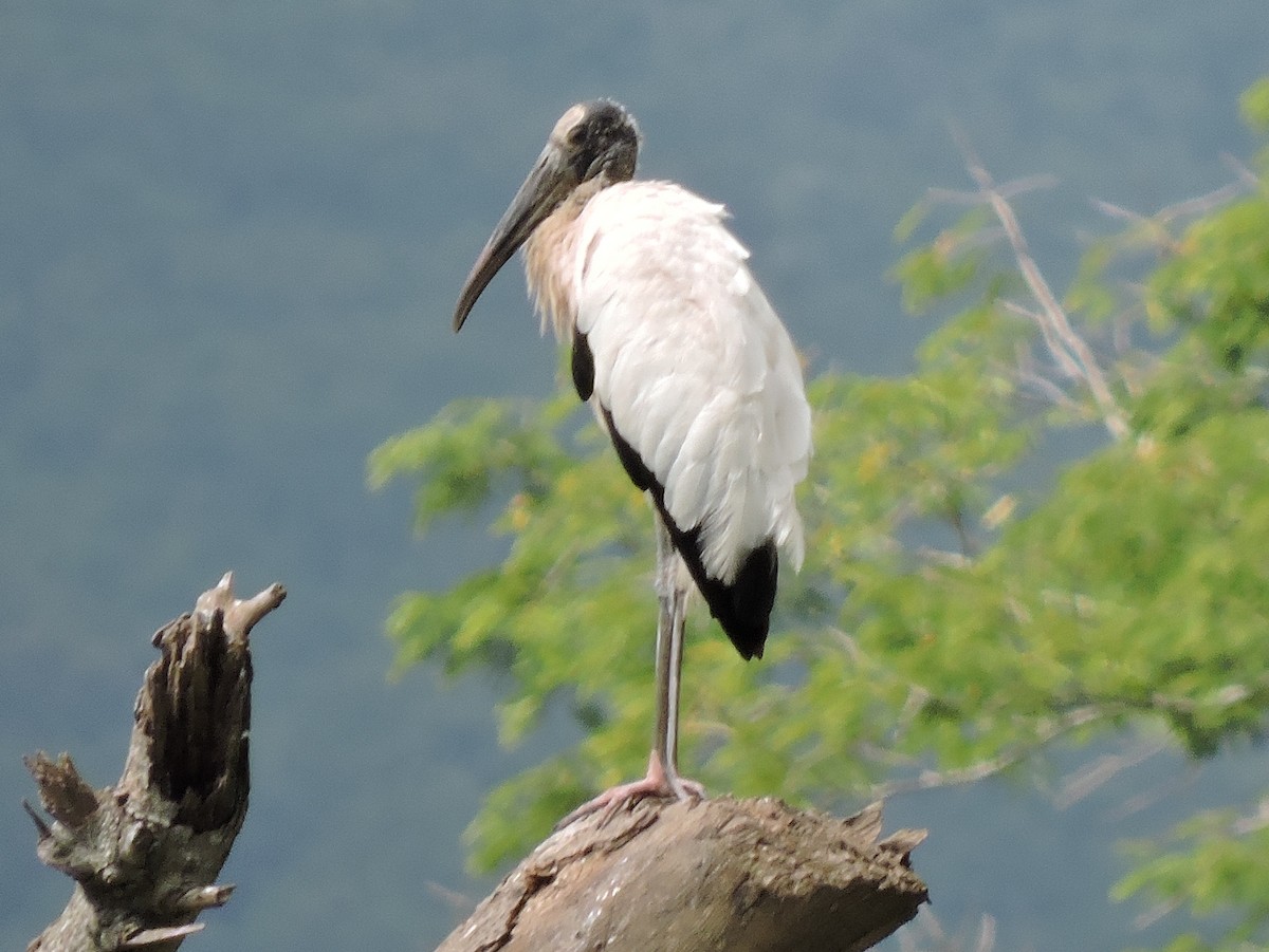 Wood Stork - Francisco Dubón