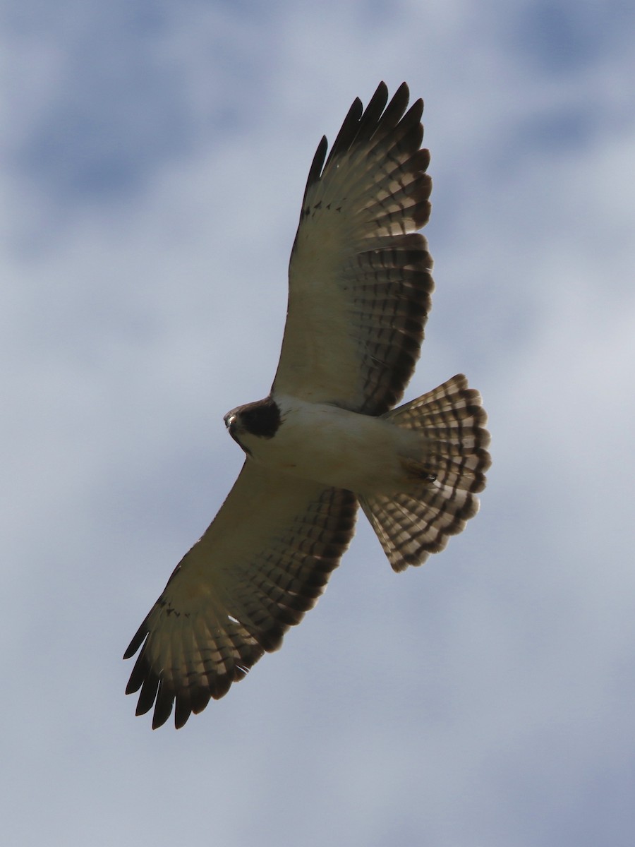 Short-tailed Hawk - Laurens Halsey