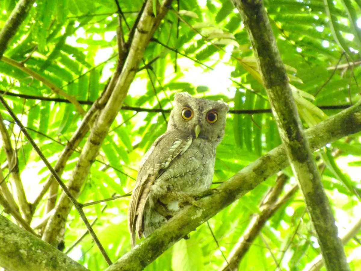 Pacific Screech-Owl - Néstor Villalobos Rojas
