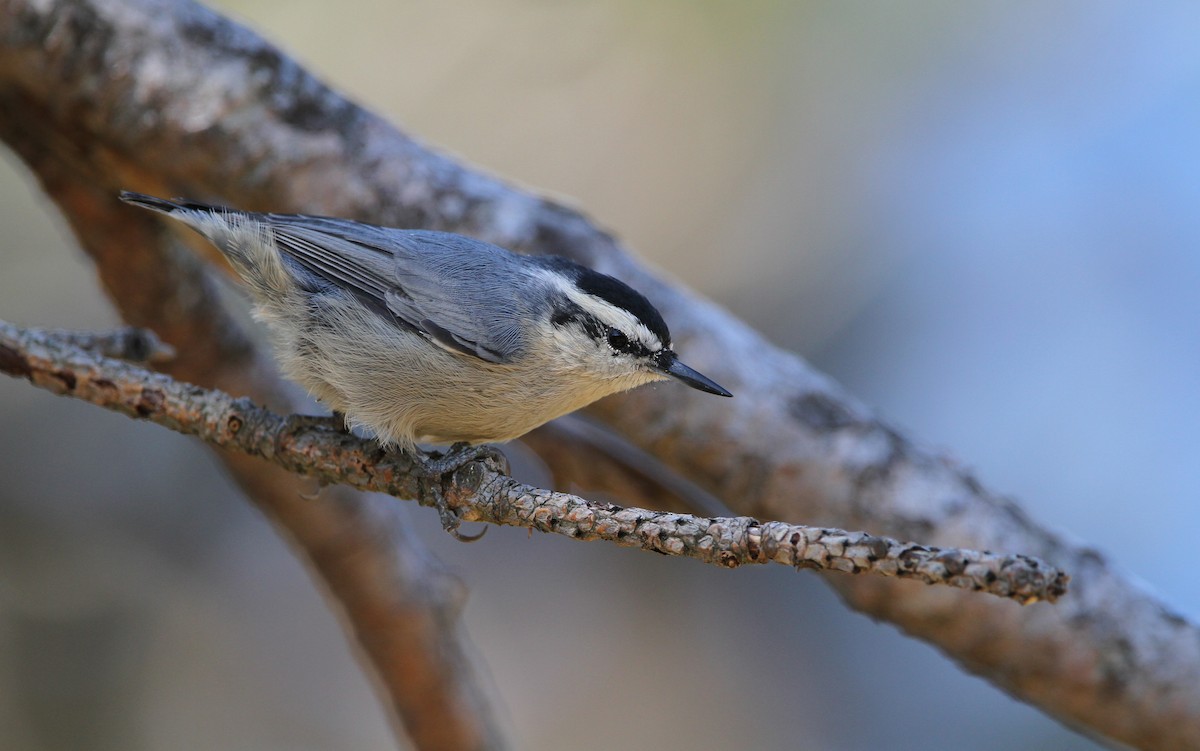 Corsican Nuthatch - ML65123511