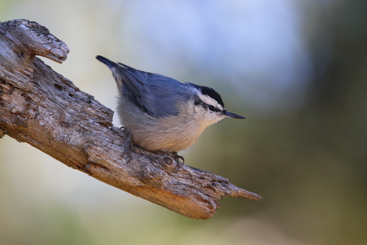 Corsican Nuthatch - ML65123571