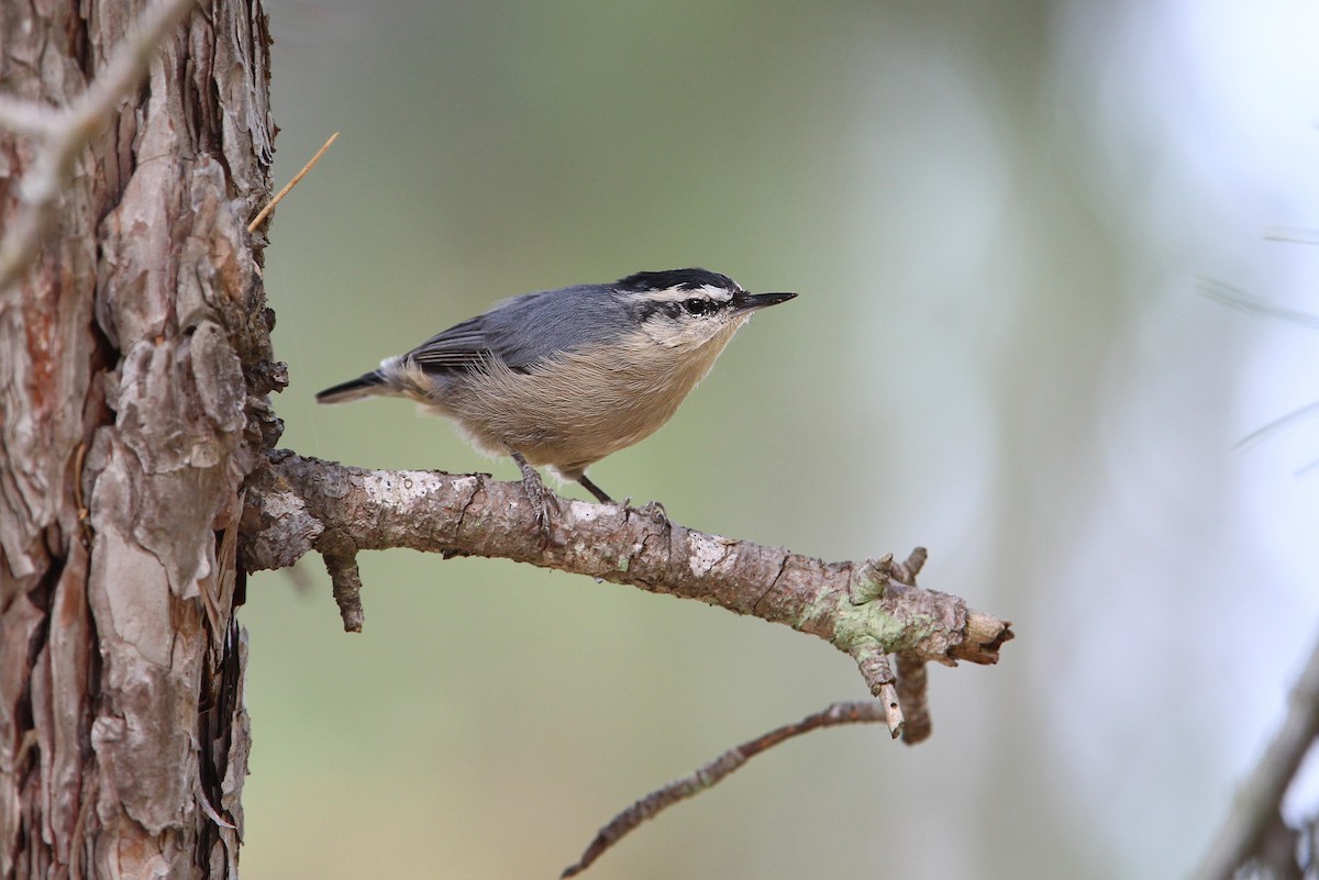 Corsican Nuthatch - ML65124121