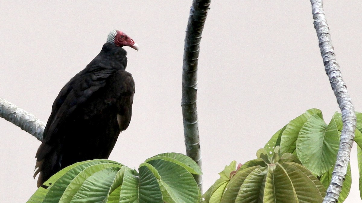 Turkey Vulture (Tropical) - ML65124611