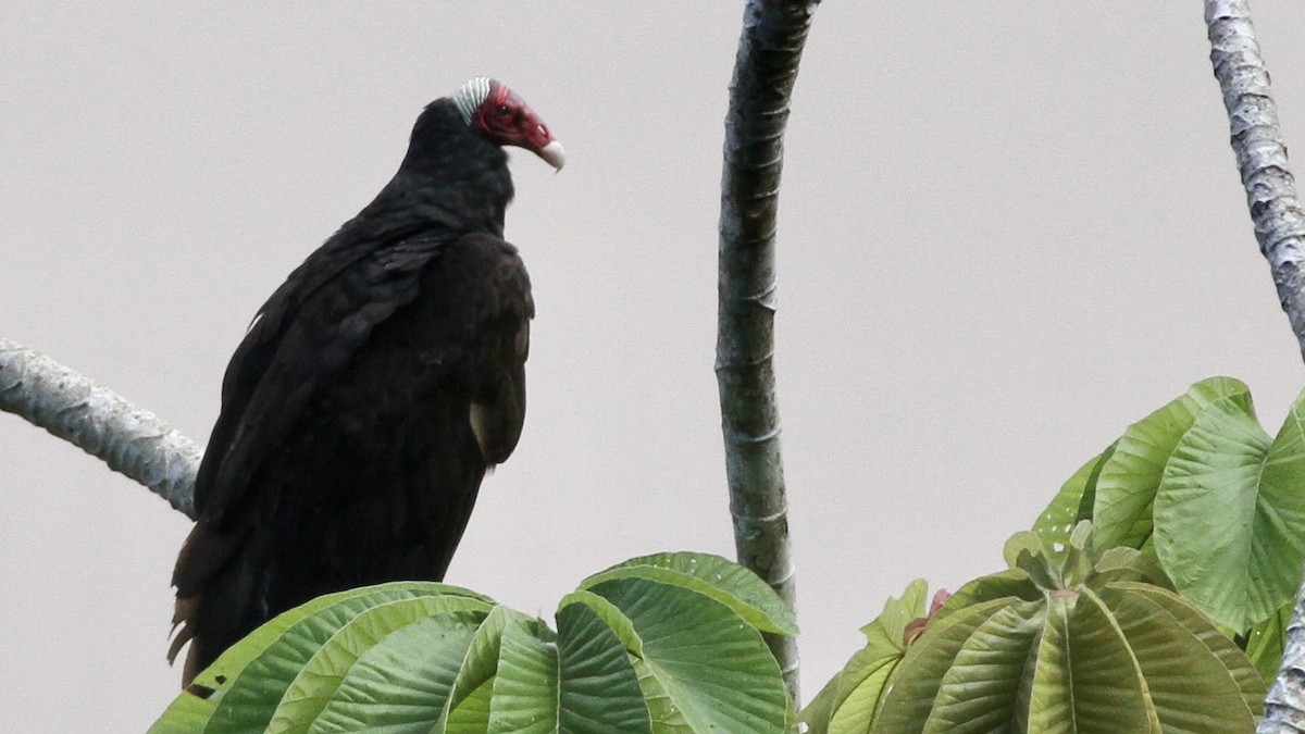Turkey Vulture (Tropical) - ML65124621