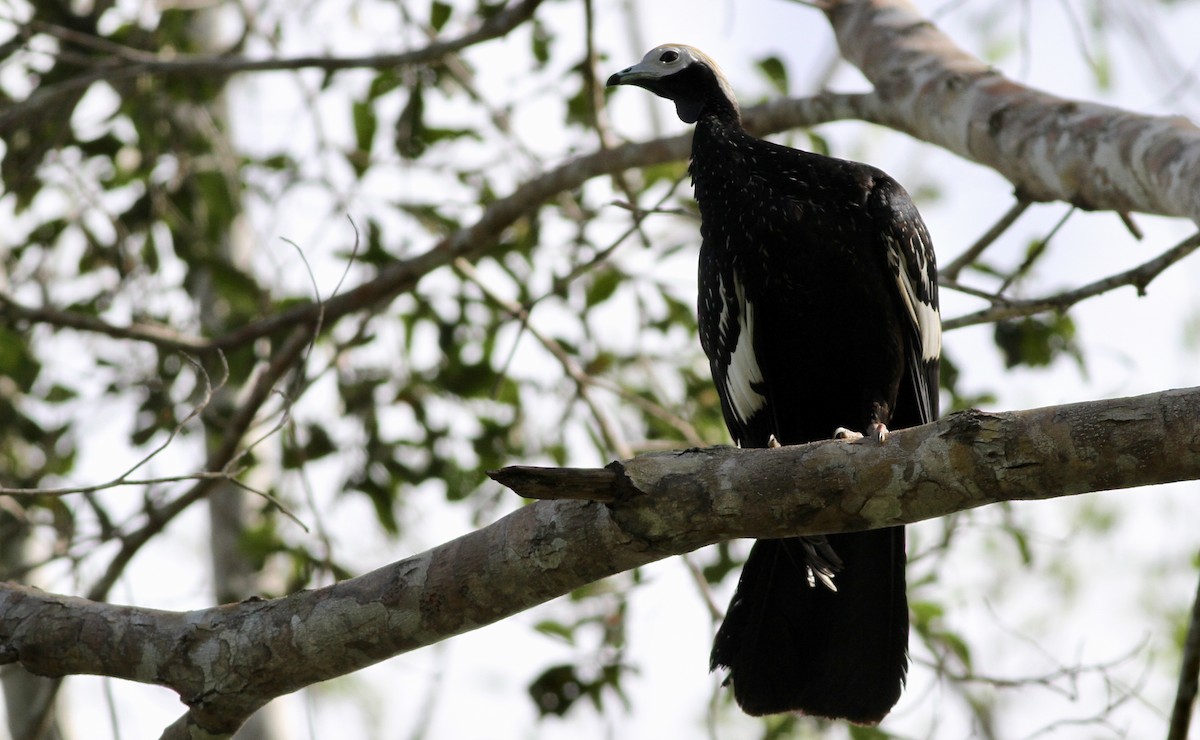 Blue-throated Piping-Guan - ML65124651
