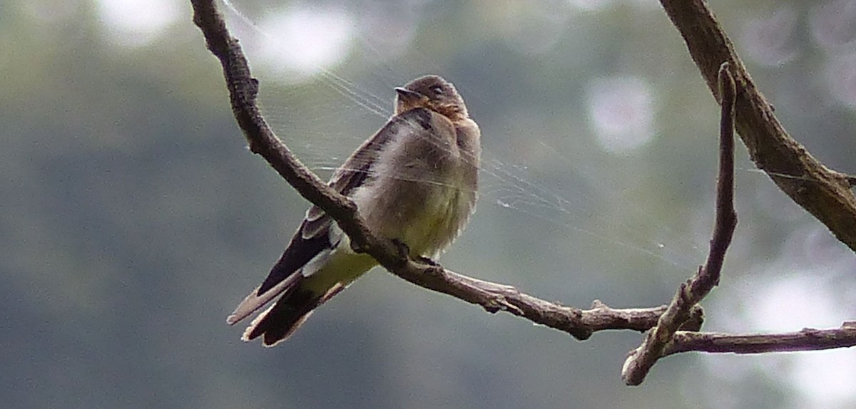 Southern Rough-winged Swallow - Lisa Brunetti