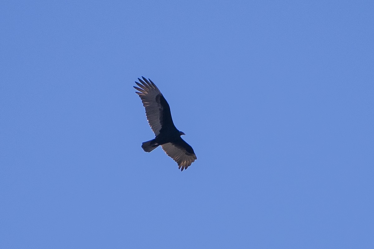 Turkey Vulture - ML65128571