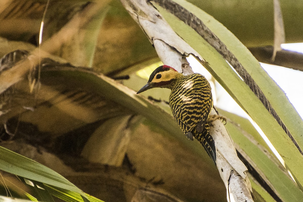 Green-barred Woodpecker - ML65128711