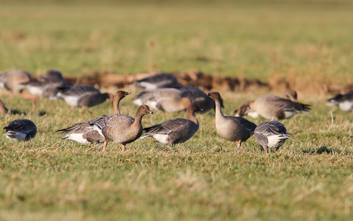 Pink-footed Goose - ML65131971