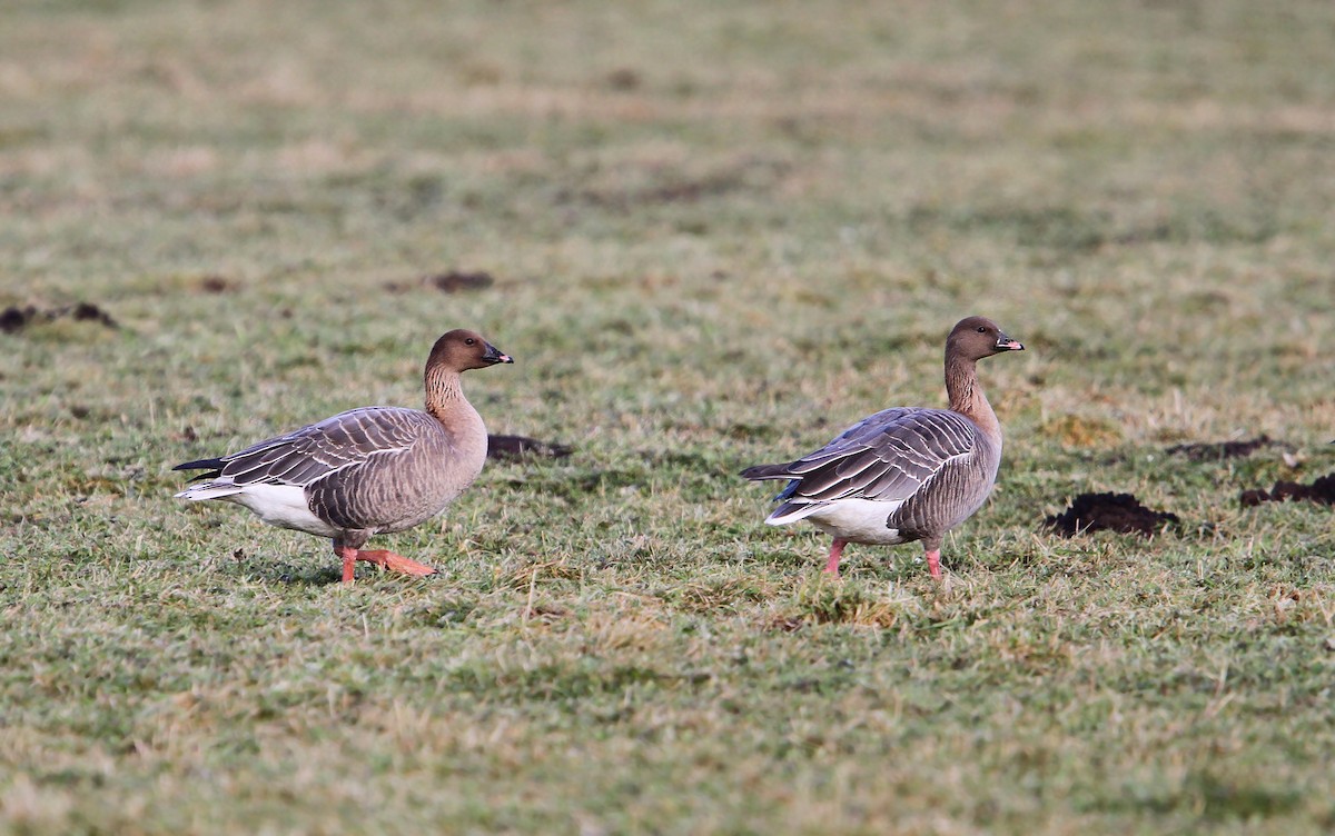 Pink-footed Goose - ML65131981