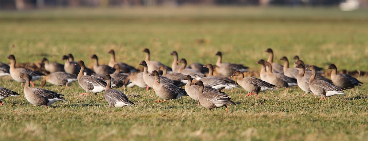 Pink-footed Goose - ML65131991