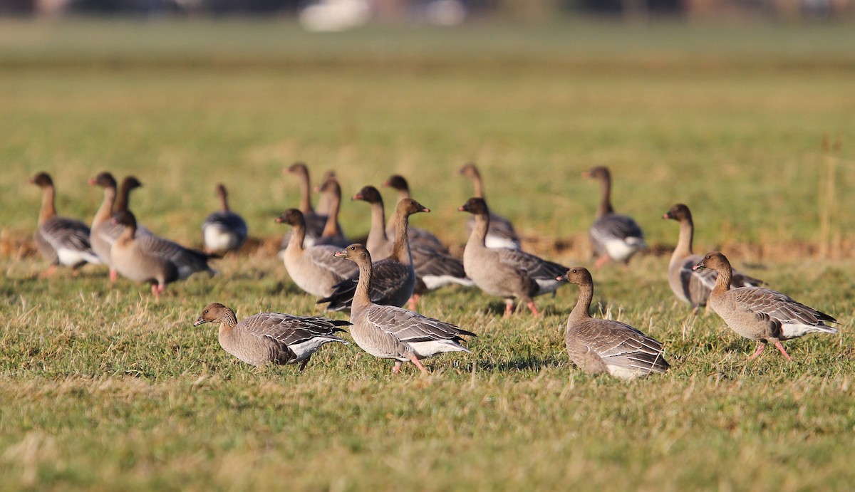 Pink-footed Goose - ML65132001