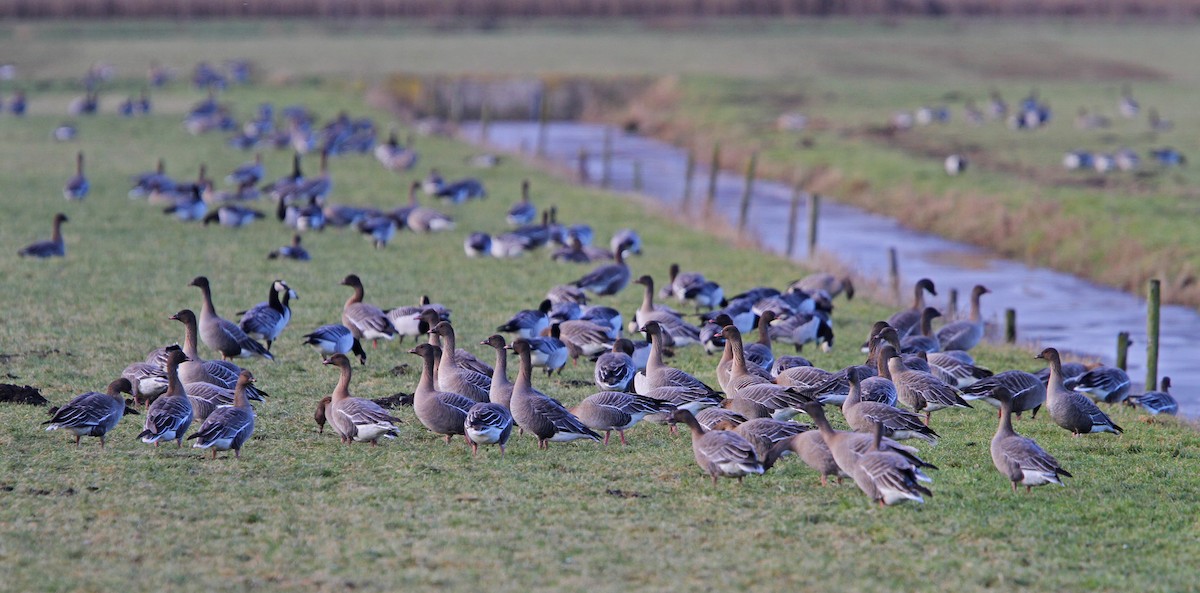Pink-footed Goose - ML65132031